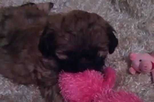 Piesek Shih Tzu