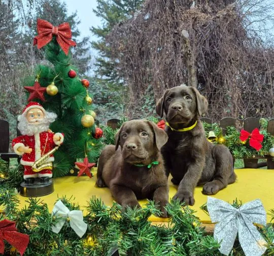 Czekoladowy labrador retriever Szczeniaki na sprzedaż, Mazowieckie, Warszawa