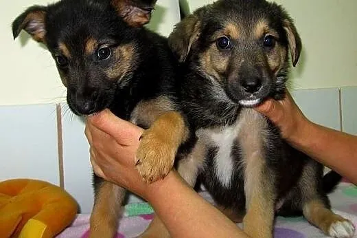 Dwie sunie 2,5 miesiaca,adopcja!!,  świętokrzyskie Kielce