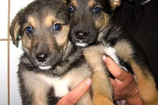 Dwie sunie 2,5 miesiaca,adopcja!!,  świętokrzyskie