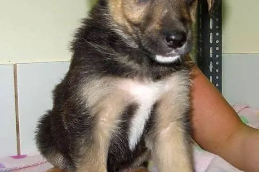 Dwie sunie 2,5 miesiaca,adopcja!!,  świętokrzyskie