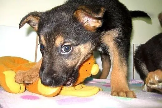 Dwie sunie 2,5 miesiaca,adopcja!!,  świętokrzyskie