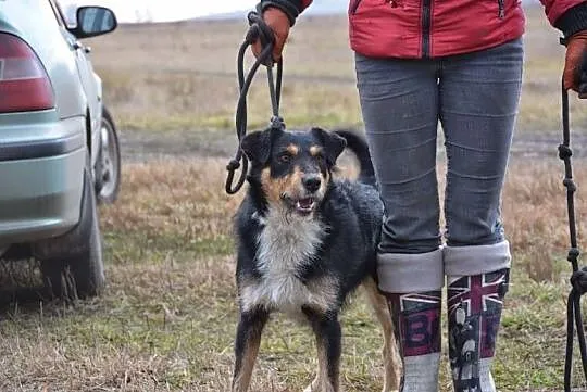 Figielek - piękny terrierkowaty psi aniołek DO ADO