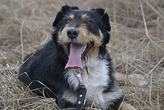 Figielek - piękny terrierkowaty psi aniołek DO ADO