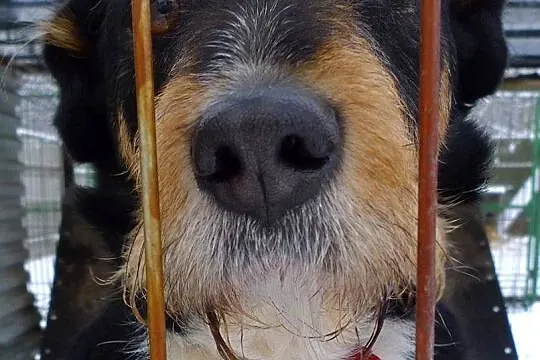 Figielek - piękny terrierkowaty psi aniołek DO ADO