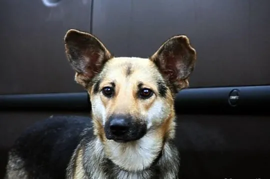 Sara i jej dzieci - Do Adopcji