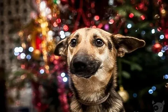 Sara i jej dzieci - Do Adopcji