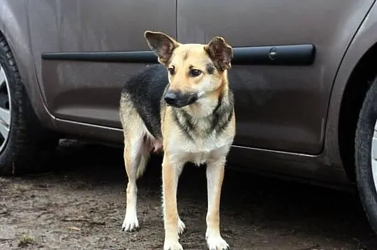 Sara i jej dzieci - Do Adopcji