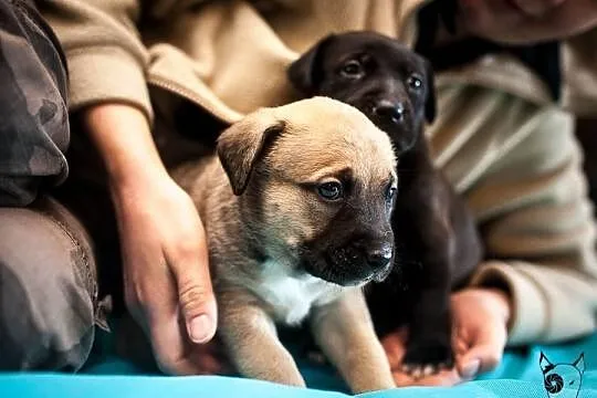 Sara i jej dzieci - Do Adopcji