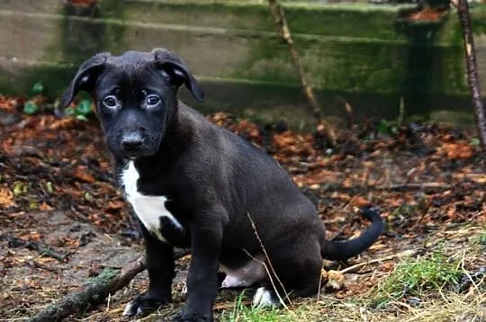 Sara i jej dzieci - Do Adopcji