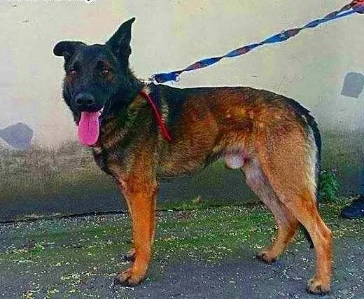 ARES - piękny, młody pies w typie owczarka szuka d