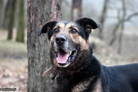Pino- wierny przyjaciel,  mazowieckie Nowy Dwór Ma