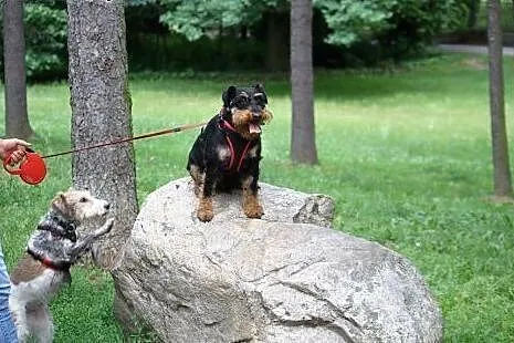 Roki szuka domu !,  mazowieckie Warszawa
