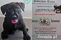 Patterdale Terriery z rodowodem ZKWP FCI