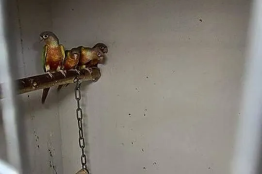 Papugi Rudosterki Pinappla, Śląskie, Wodzisław Śląski