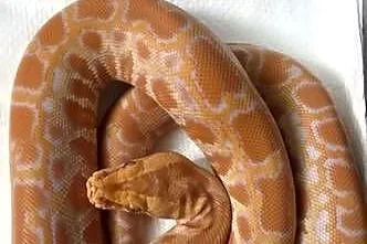 Pytony birmańskie albino