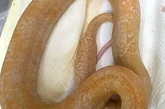 Pytony birmańskie albino, Dolnośląskie, Wrocław