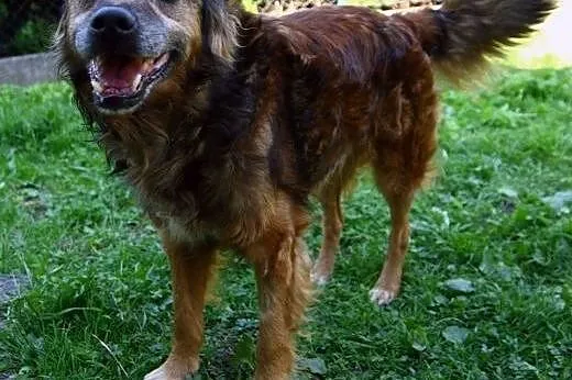 Ember poszukuje kochającego domu na resztę życia, 