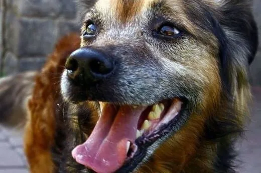 Ember poszukuje kochającego domu na resztę życia, 