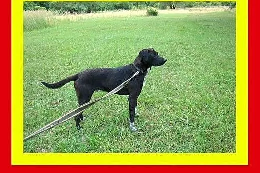 Akceptuje dzieci,spokojny,wesoły,kochany,pies BOLK