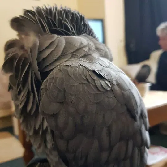 Papuga żako, skontaktuj się z nami, jeśli jej potrzebujesz././/.//.//.//.