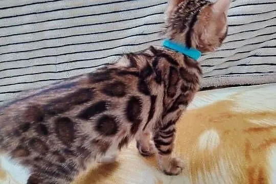 Sprzedam koty bengalskie