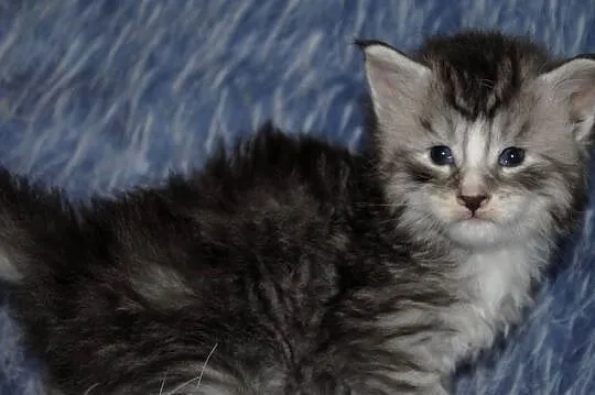 Kociaczki maine coon