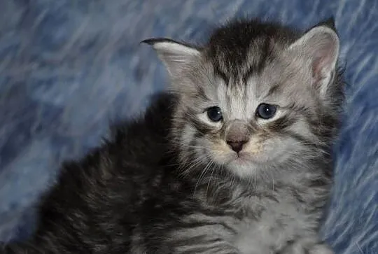 Kociaczki maine coon, Dolnośląskie, Brzezia Łąka