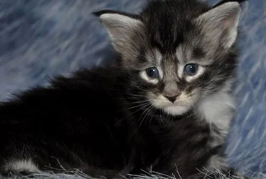 Kociaczki maine coon, Dolnośląskie, Brzezia Łąka