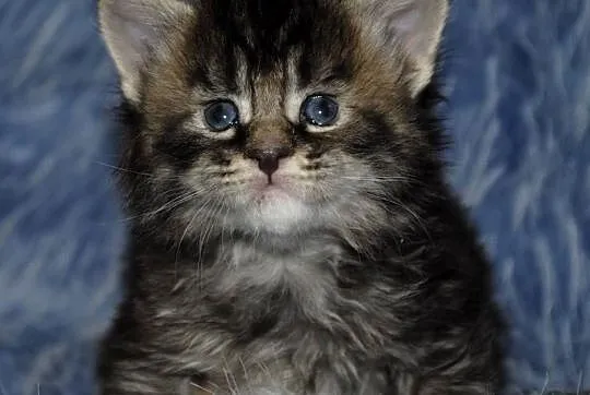 Kociaczki maine coon, Dolnośląskie, Brzezia Łąka