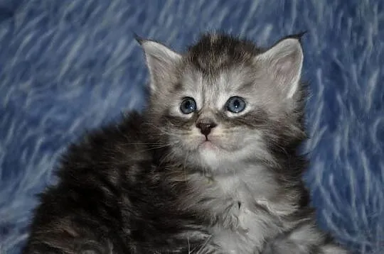 Kociaczki maine coon, Dolnośląskie, Brzezia Łąka