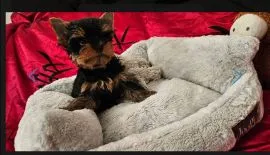 Szczenięta York Terrier do adopcji Prosimy o kontakt mailowy: {{holishevskaviktoriia@gmail.com}}