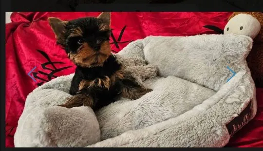 Szczenięta York Terrier do adopcji Prosimy o kontakt mailowy: {{holishevskaviktoriia@gmail.com}}