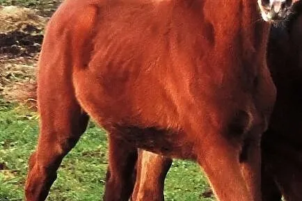 Pięknie malowany kasztanek - Ronillo HaHo, Krzyż