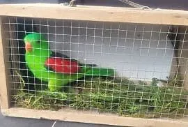 Papuga czerwonoskrzydła