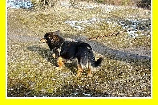 6kg,szpicowaty,młody 1,5 roku,krótkie łapki,łagodn