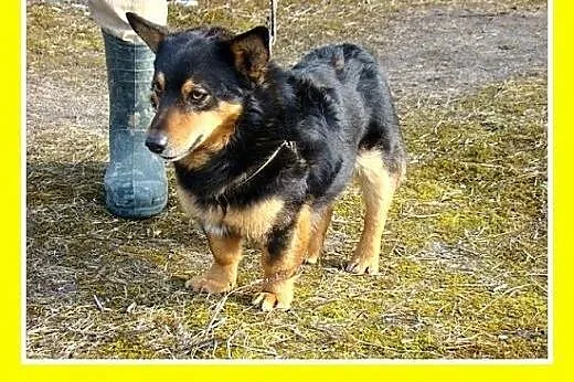 6kg,szpicowaty,młody 1,5 roku,krótkie łapki,łagodn