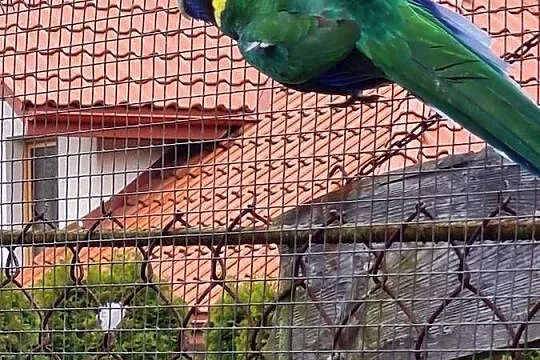 Barnardy , rozelle , aleksandretty
