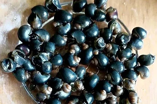Ślimaki akwariowe