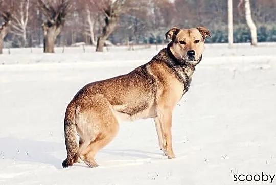 Scooby, kochający ludzi olbrzym szuka wspaniałego domu!