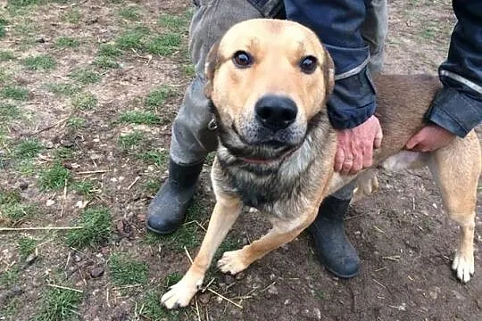 Scooby, kochający ludzi olbrzym szuka wspaniałego 