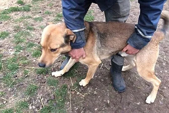 Scooby, kochający ludzi olbrzym szuka wspaniałego 