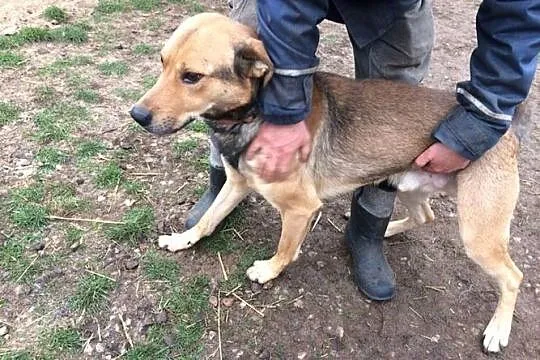 Scooby, kochający ludzi olbrzym szuka wspaniałego 