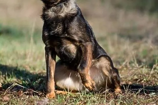 Spokojny, grzeczny Peri, 3 letni młodzieniec do po