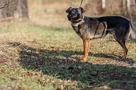 Spokojny, grzeczny Peri, 3 letni młodzieniec do po