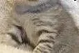 .Brit rövidszőrű cica szabad elfogadásra.,  małopo