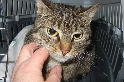 Śliczna Azalka do adopcji!,  łódzkie Łódź