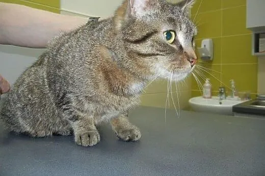 Śliczna Azalka do adopcji!,  łódzkie Łódź