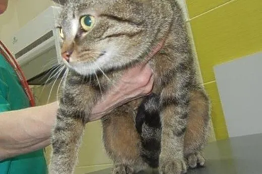 Śliczna Azalka do adopcji!,  łódzkie Łódź