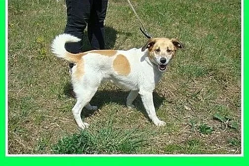 17 kg,średni,przyjazny,czujny,aktywny pies ŁATEK.A